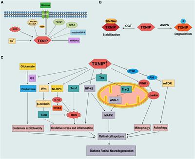 Thioredoxin-interacting protein in diabetic retinal neurodegeneration: A novel potential therapeutic target for diabetic retinopathy